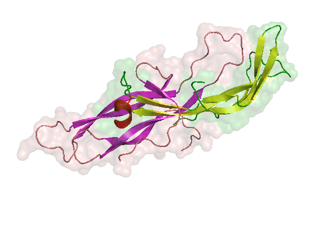 Hormone chorionique gonadotrope humaine — Wikipédia