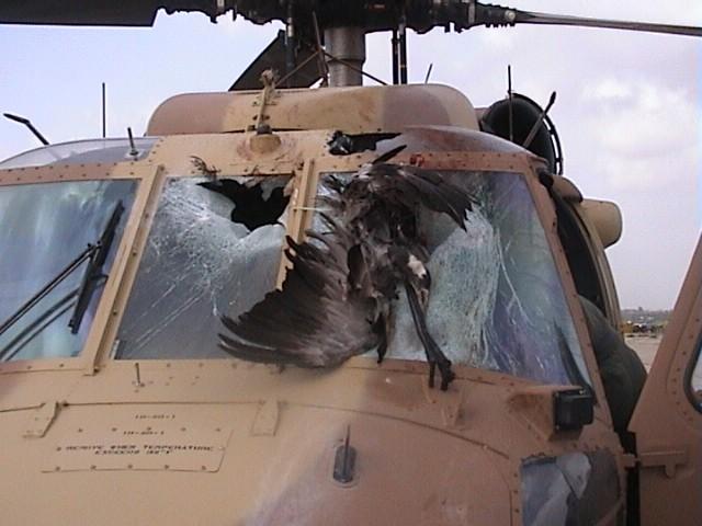 Risque aviaire — Wikipédia
