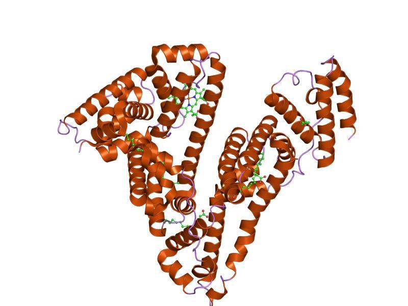 Serum albumin - Wikipedia