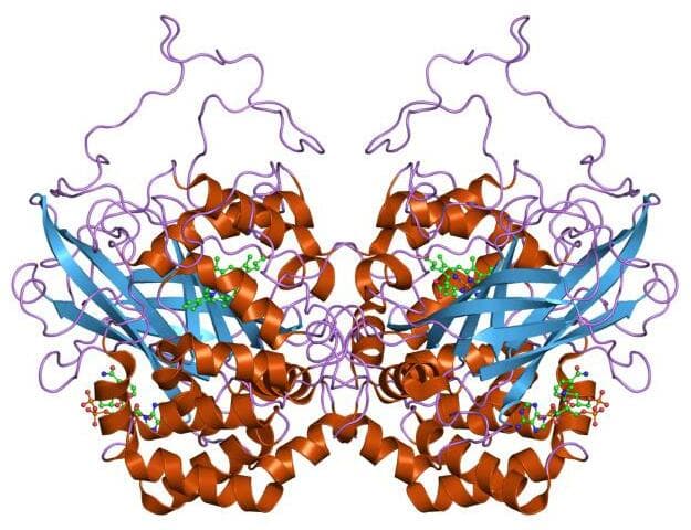 Catalase - Wikipedia