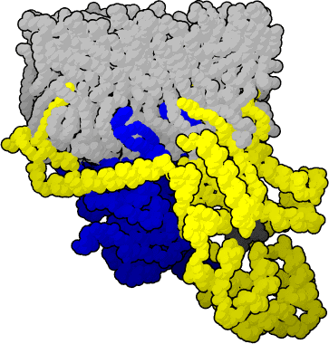 G beta-gamma complex - Wikipedia