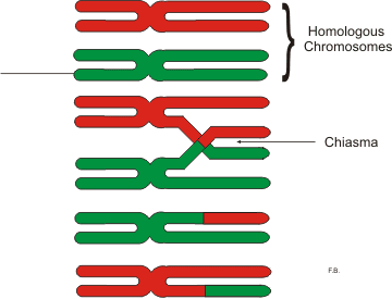 Chiasma (genetics) - Wikipedia