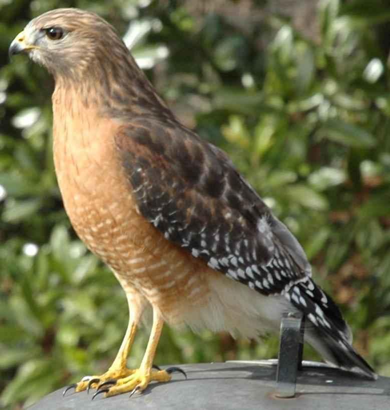 Buteo — Wikipédia