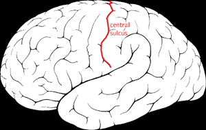 Central sulcus - Wikipedia