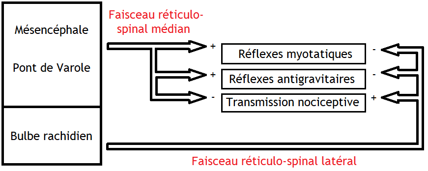 Formation réticulée — Wikipédia