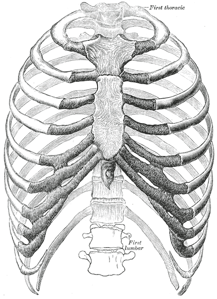 Cage thoracique — Wikipédia