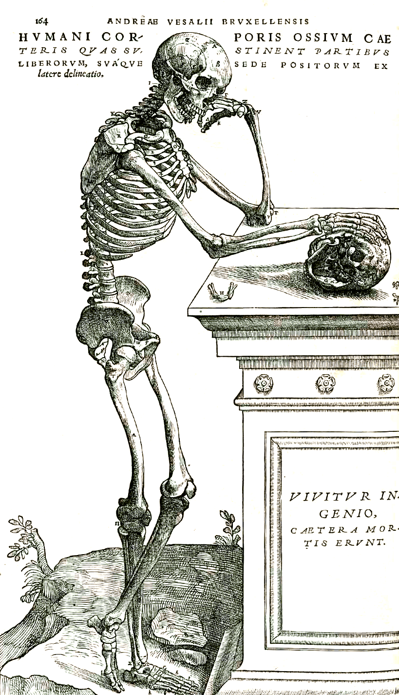 Anatomie — Wikipédia