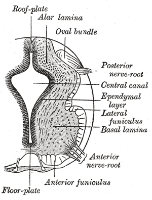 Alpha motor neuron - Wikipedia