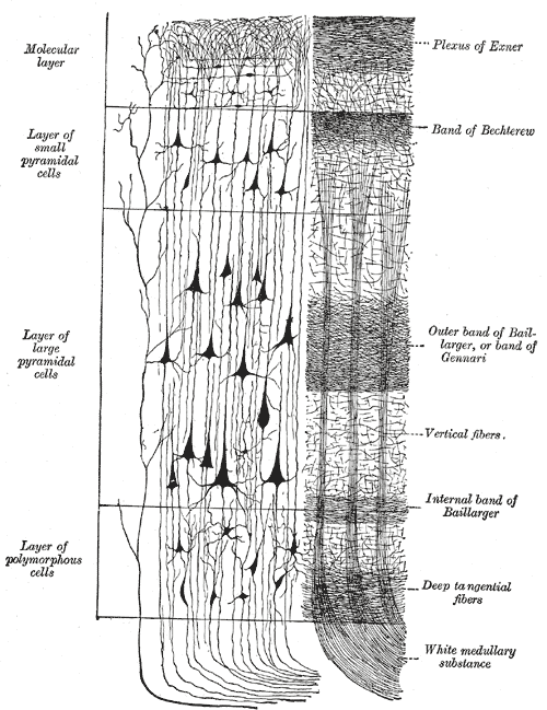 Neocortex - Wikipedia