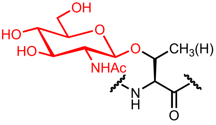 O-GlcNAc - Wikipedia