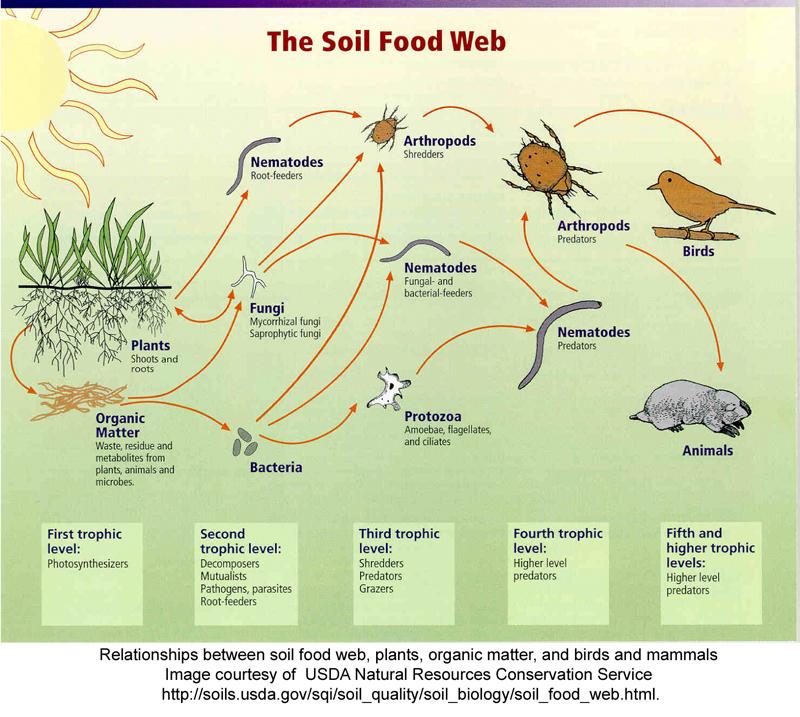 Soil food web - Wikipedia