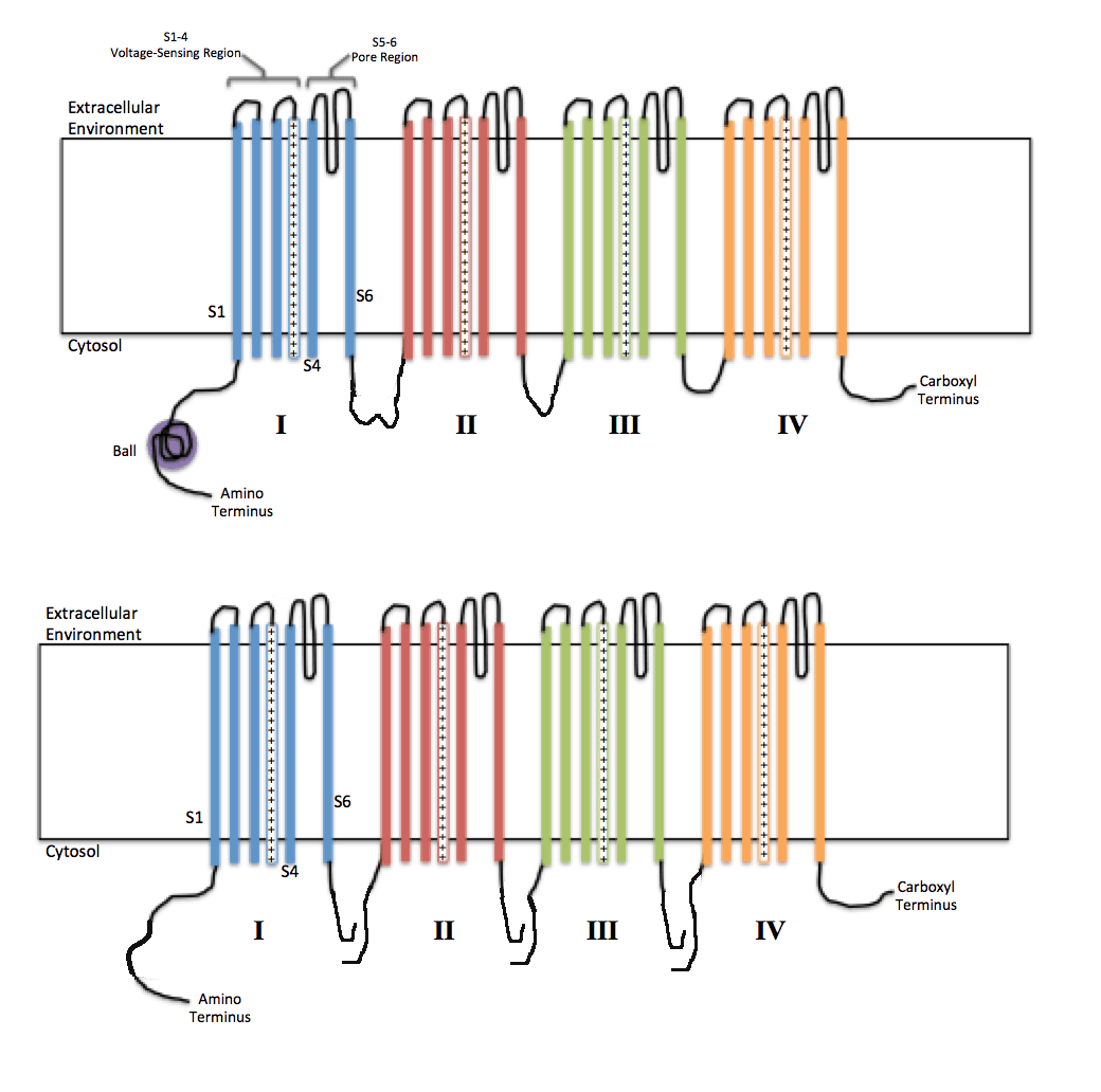 Voltage-gated ion channel - Wikipedia