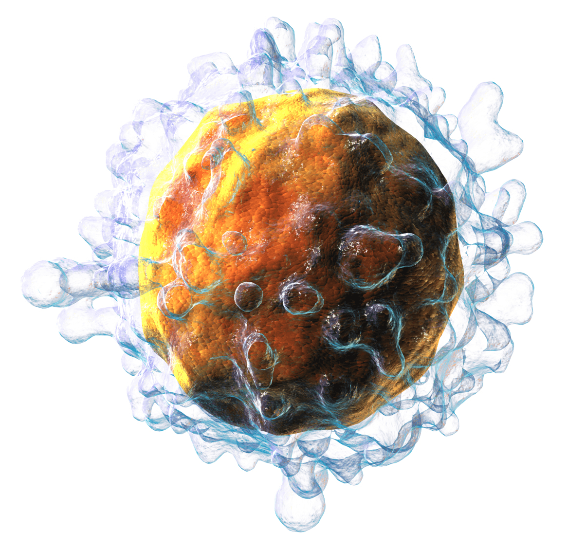 T cell - Wikipedia