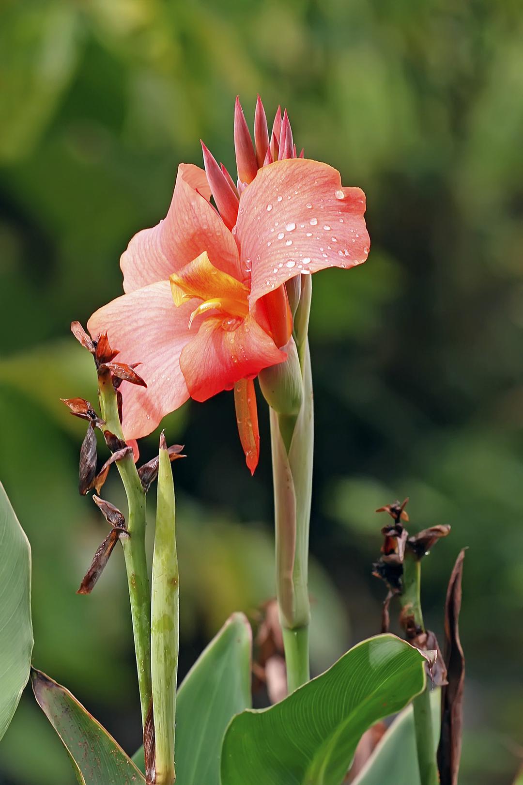 Canna (plant) - Wikipedia