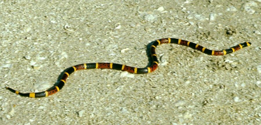 Serpent corail — Wikipédia