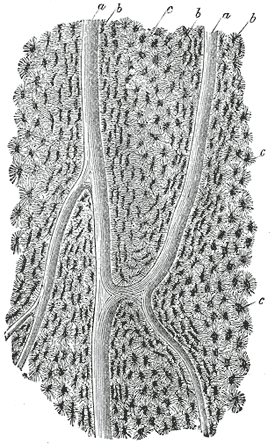 Lacuna (histology) - Wikipedia