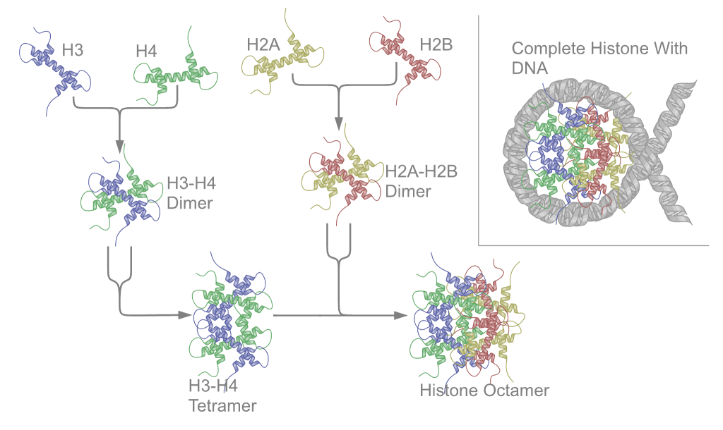 Histone - Wikipedia