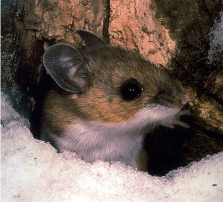 Peromyscus — Wikipédia