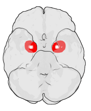 Amygdala - Wikipedia