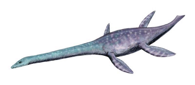 Attenborosaurus — Wikipédia