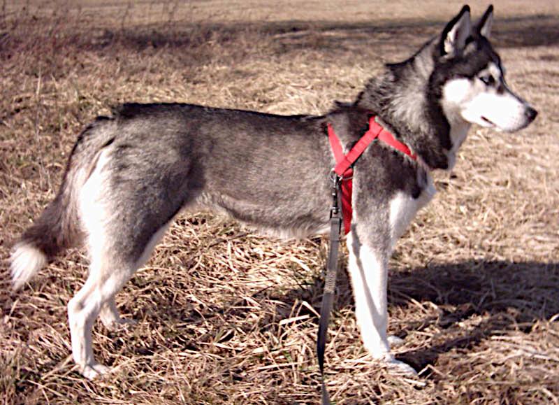 Siberian Husky - Wikipedia