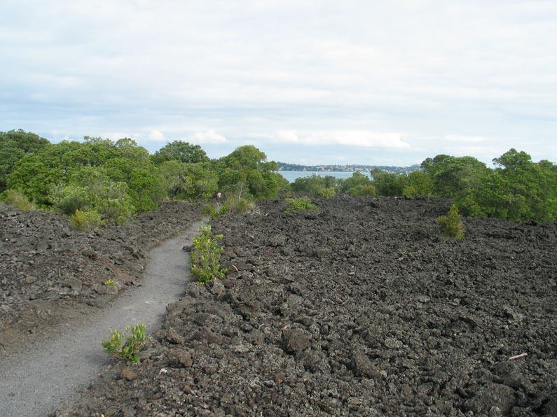 Primary succession - Wikipedia