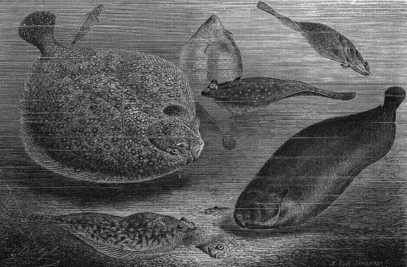 Flatfish - Wikipedia