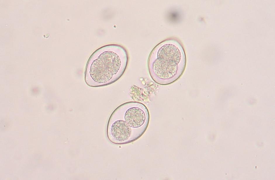 Coccidia - Wikipedia