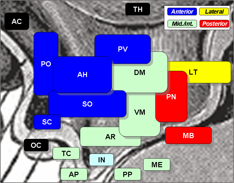 Arcuate nucleus (hypothalamus) - Wikipedia