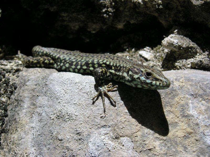 Lepidosauria — Wikipédia