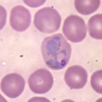 Plasmodium vivax — Wikipédia