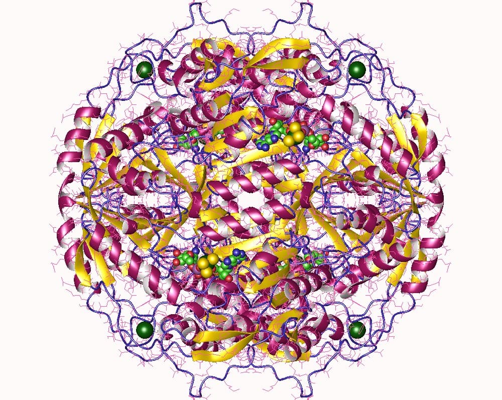 Retinal dehydrogenase - Wikipedia