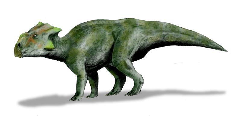 Bagaceratops — Wikipédia