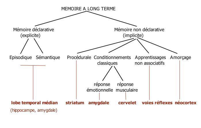 Mémoire à long terme — Wikipédia