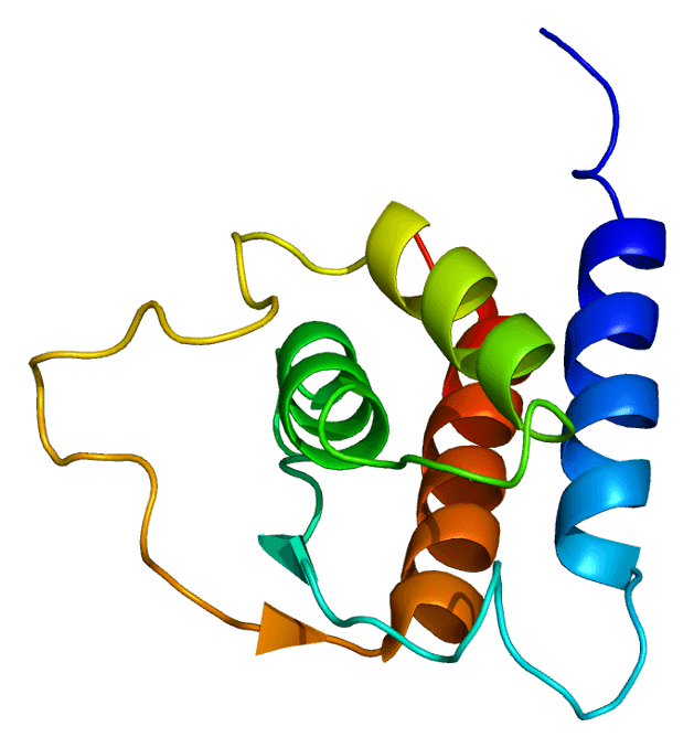 Interleukine 13 — Wikipédia