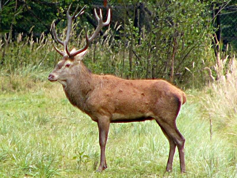 Cervus - Wikipedia