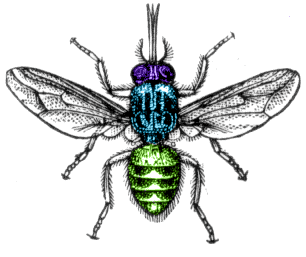 Anatomie des insectes — Wikipédia