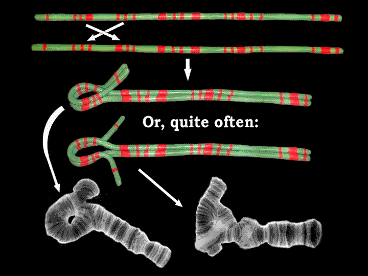 Chromosomal inversion - Wikipedia