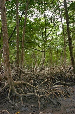 Mangrove — Wikipédia