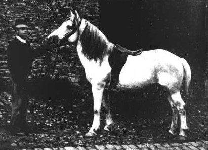 Bidet horse - Wikipedia