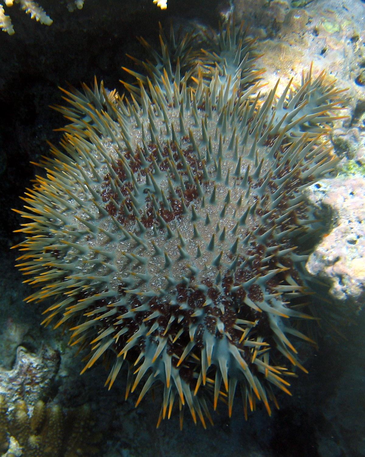 Crown-of-thorns starfish - Wikipedia