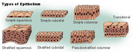 Epithelium - Wikipedia