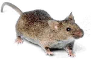 House mouse - Wikipedia