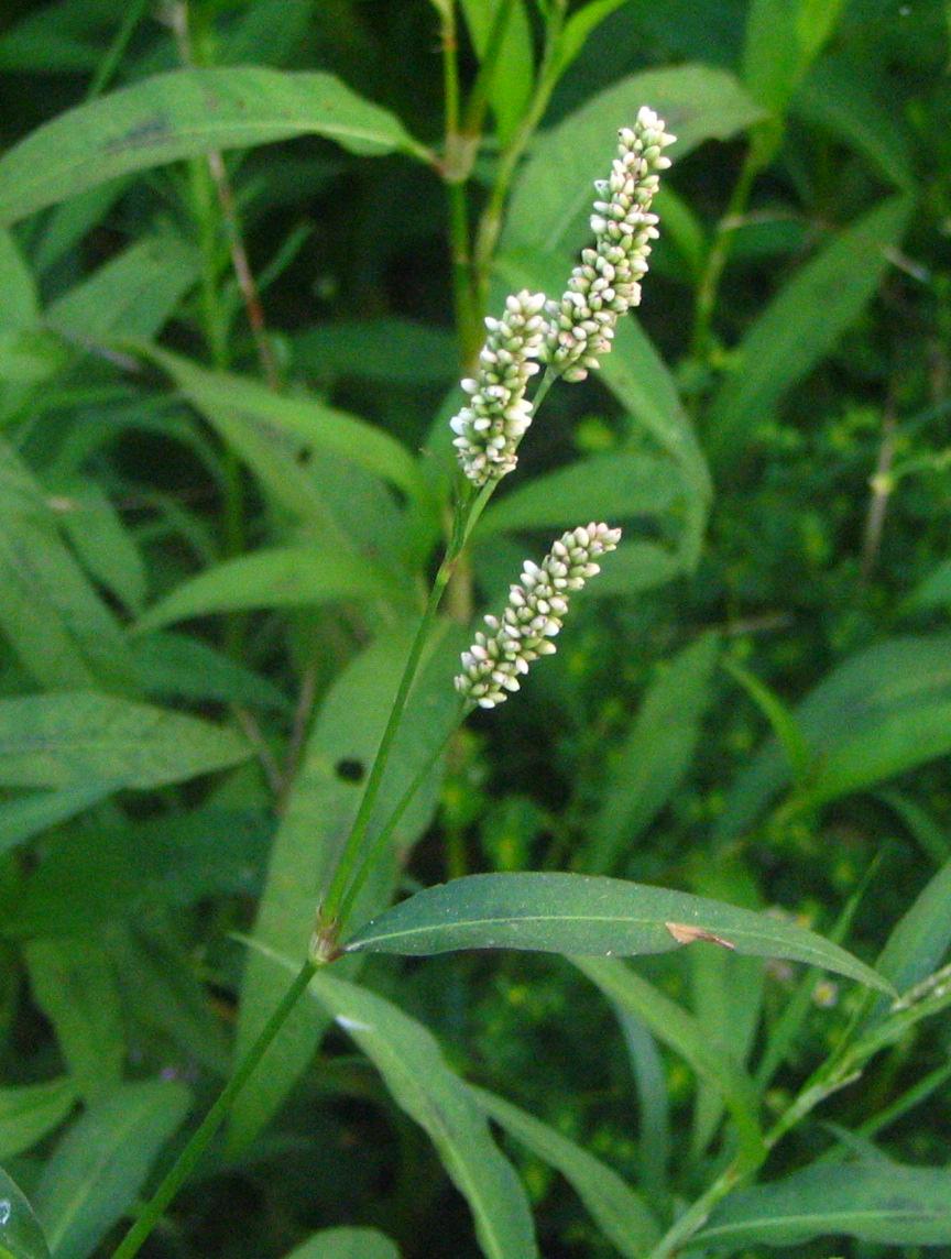 Polygonaceae - Wikipedia