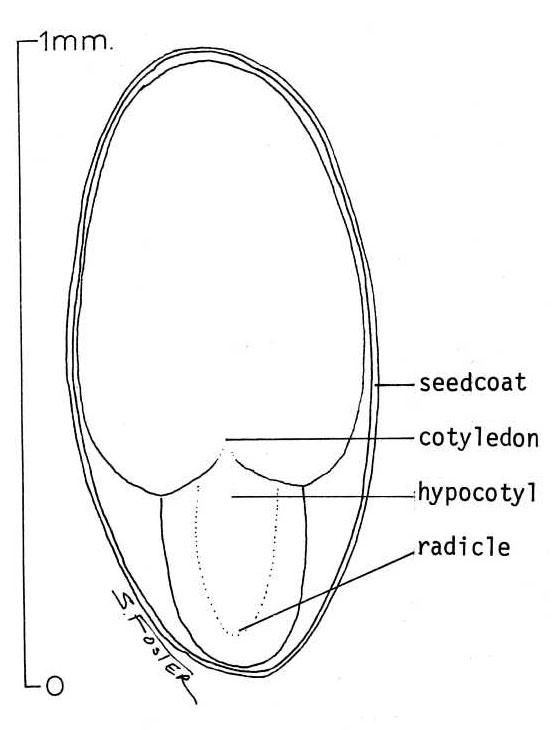 Hypocotyl - Wikipedia