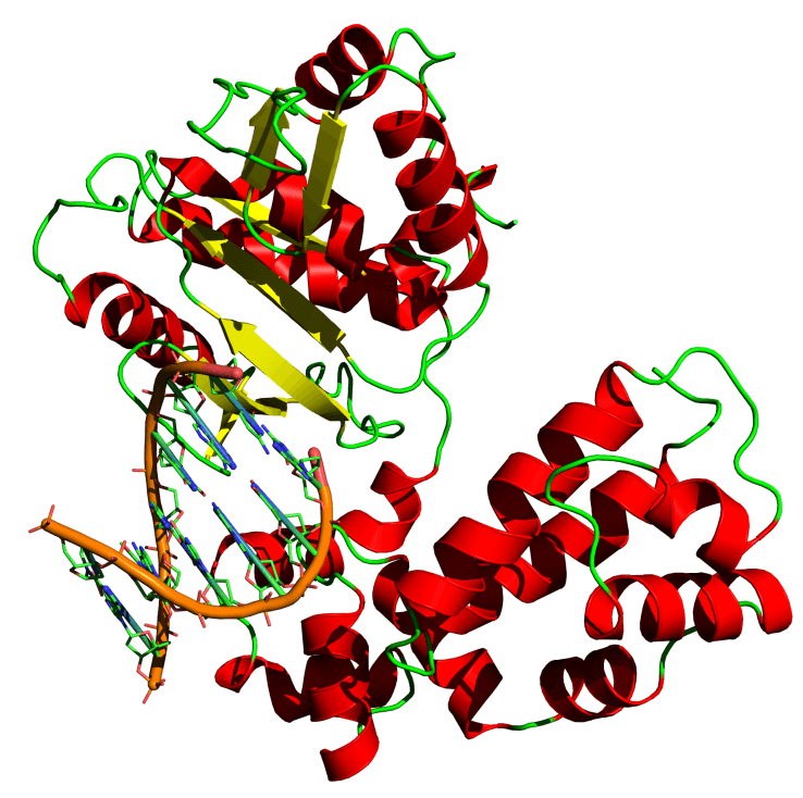 ADN polymérase — Wikipédia