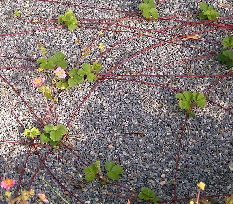 Marcottage — Wikipédia