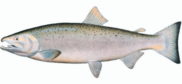 Salmonidae — Wikipédia