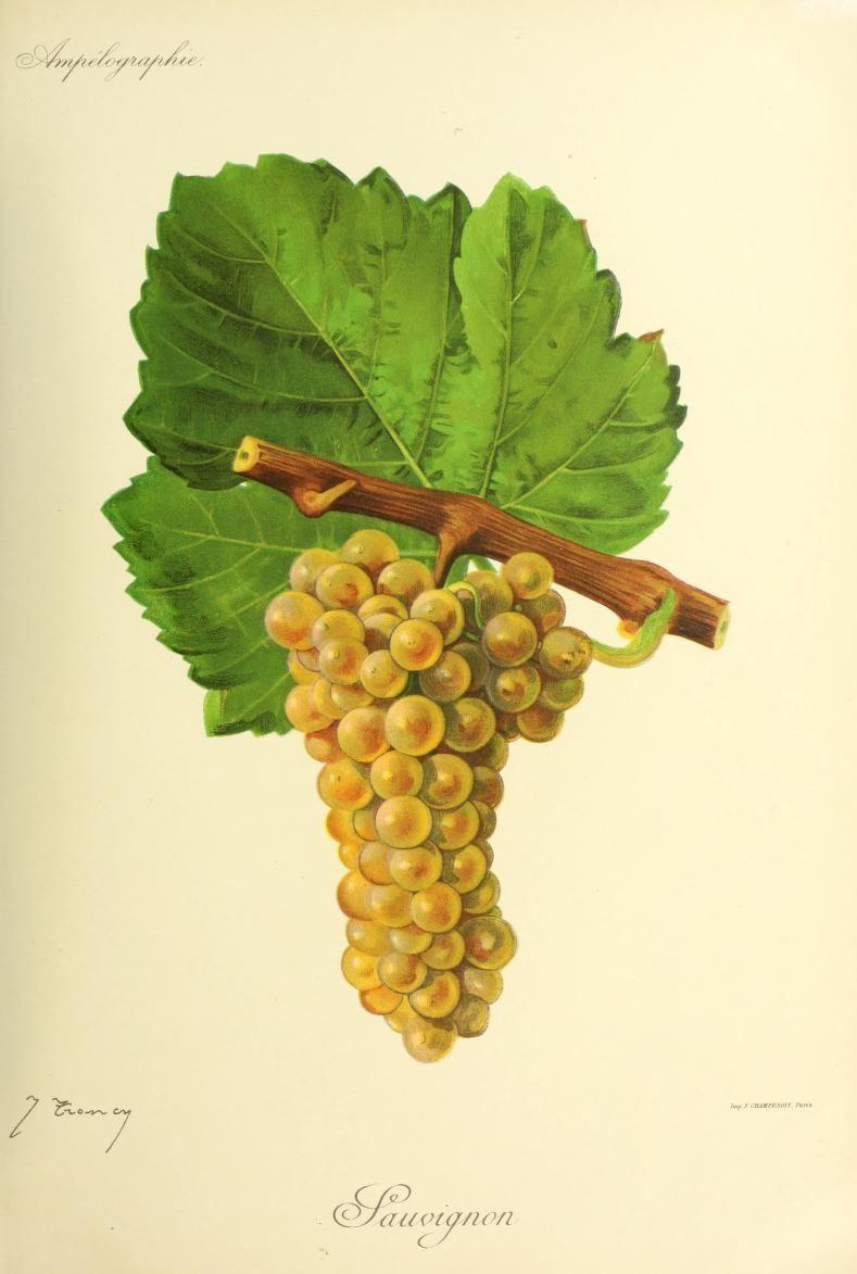 Sauvignon — Wikipédia