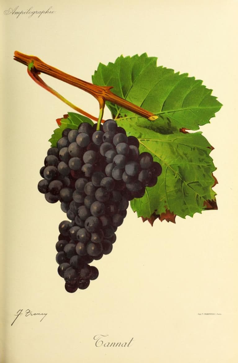 Tannat — Wikipédia